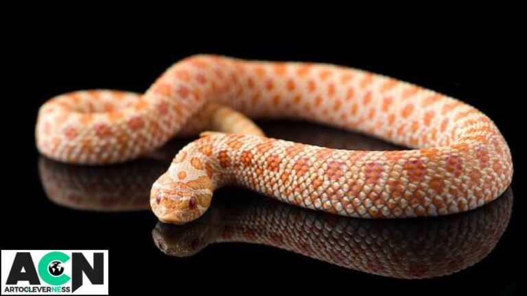 hognose snake