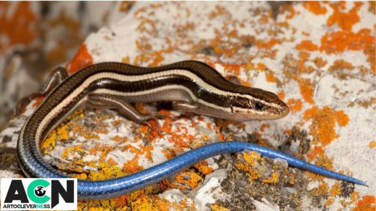 skink lizard